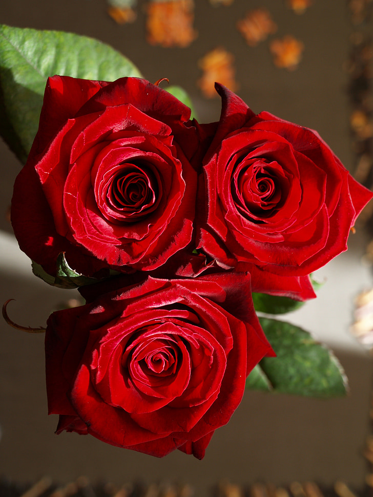 Rose, cvet, rdeča