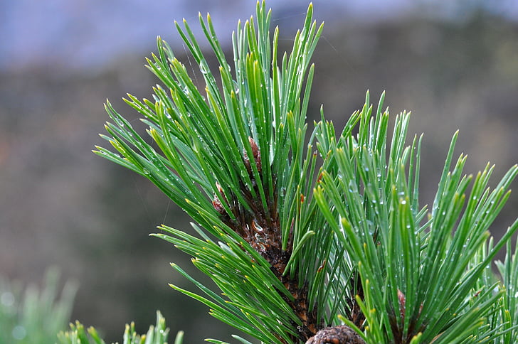 Pine tak, conifer, naalden, tak, boom, natuur, macro