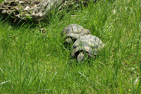 turtle, nature, reptile, animal, garden, tortoise shell, meadow