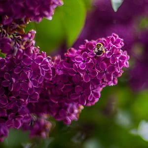 ライラック, 花, 紫, 紫色の花, ライラックの花支店, ライラックの木, 工場