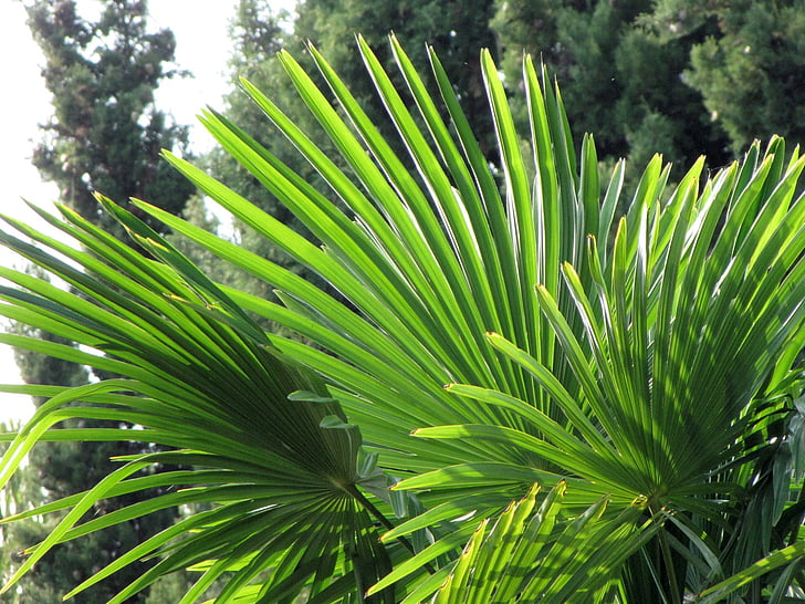 Palma, frunze, sucursale, plante