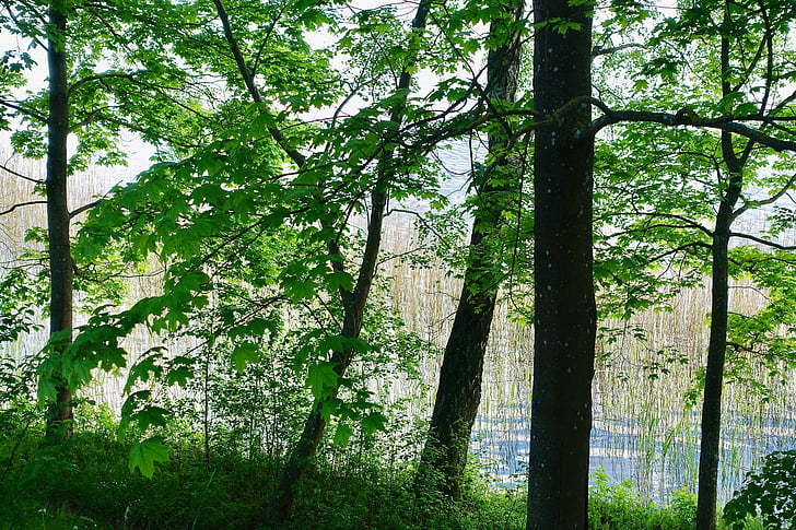 listoví, zelená, listy, stromy, prostředí, Příroda, přírodní