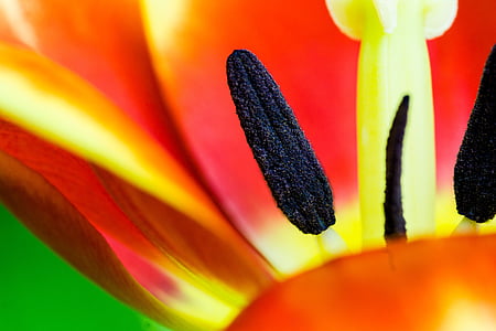 Tulip, macro, piestik palos, flor, naturaleza, planta, amarillo