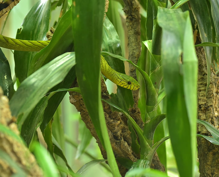 Groene mamba, Dendroaspis viridis, echt giftige slangen, slangen - en viper-achtige, Elapidae, Mamba, gifttig
