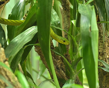 mamba vert, Dendroaspis viridis, véritable poison serpents, serpents - et viper-like, Elapidae, Mamba, gifttig