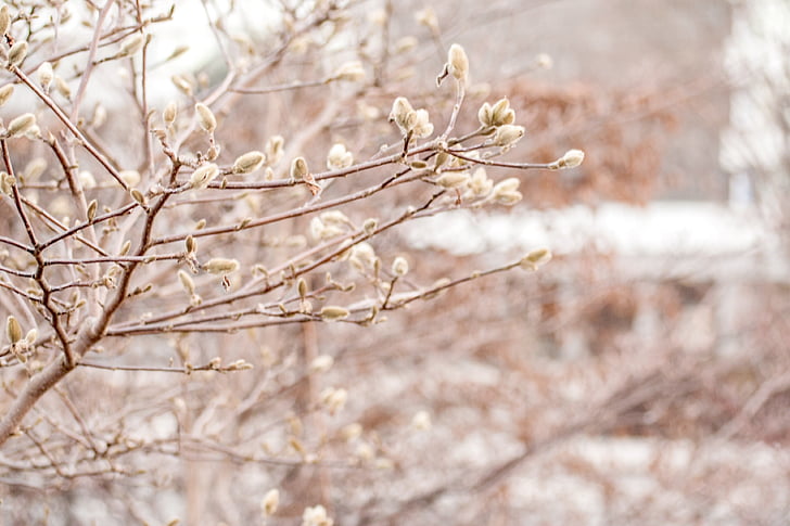 musim dingin, musim semi, dingin, embun beku, Bud, willow pus, cabang