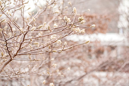 vinter, våren, kalla, Frost, knopp, sälg, gren
