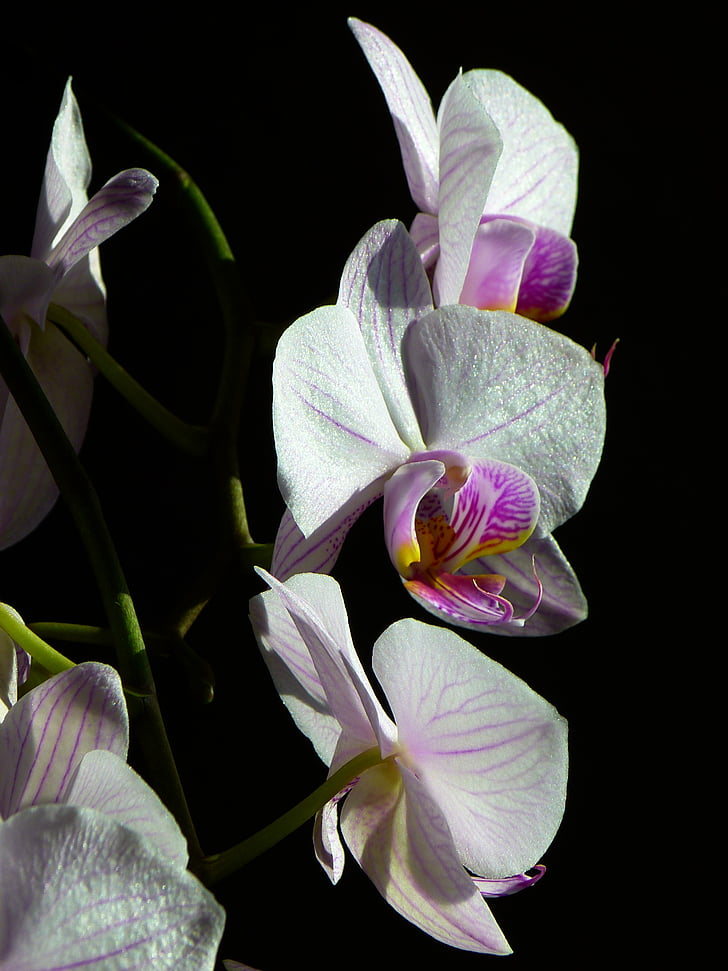 Orchid, Butterfly orchid, Phalaenopsis, Rosa, blomma, Tropical, naturen