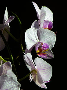 Anggrek, orchid kupu-kupu, phalaenopsis, merah muda, bunga, tropis, alam