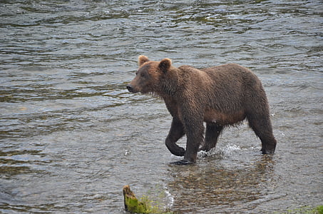падение Брукс, медведь, alska, животных дикой природы, одно животное, Река, животное
