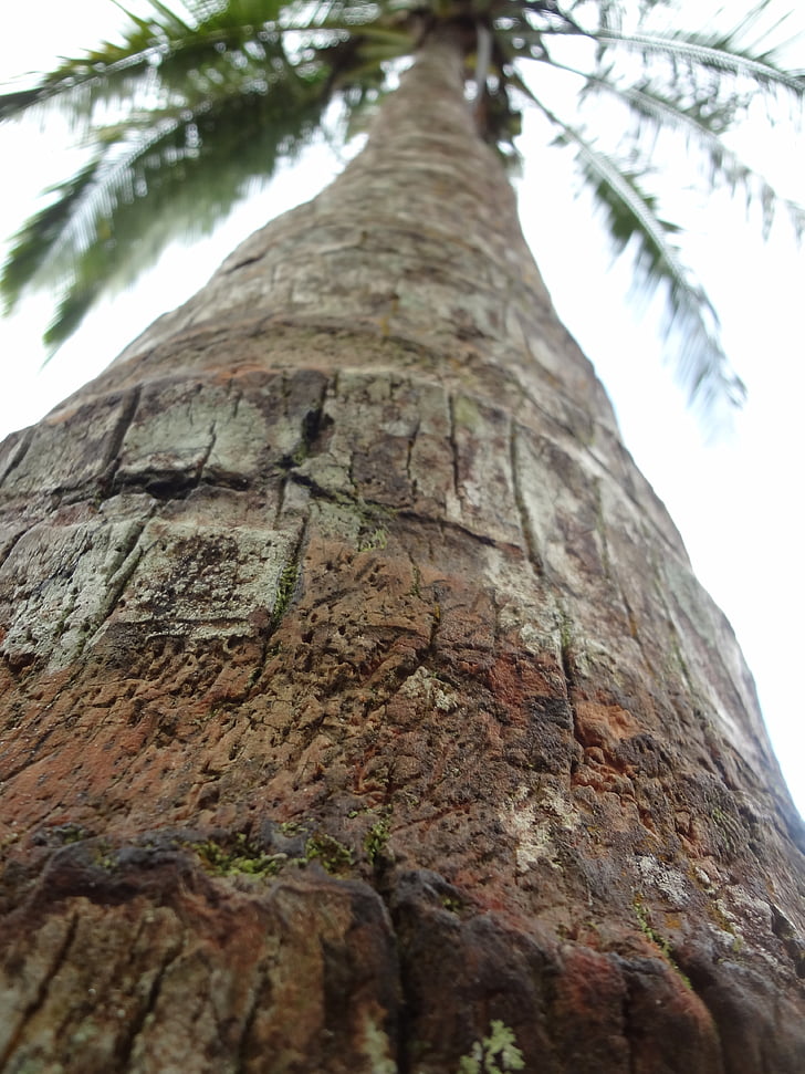 палмово дърво, природата, Palm, дърво