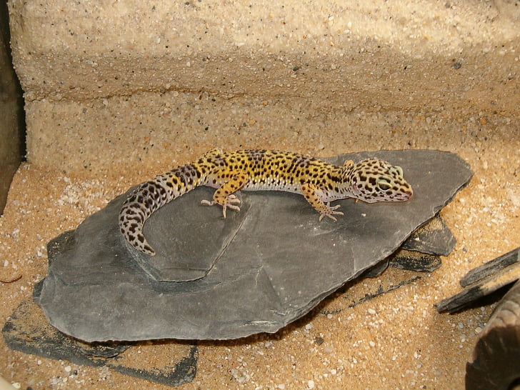 Gecko, reptil, Lagarto, reptil, exóticos, animal, flora y fauna