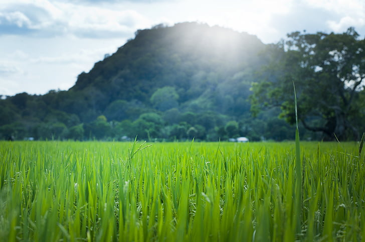 agriculture, Asian, countryside, crop, cropland, environment, farm