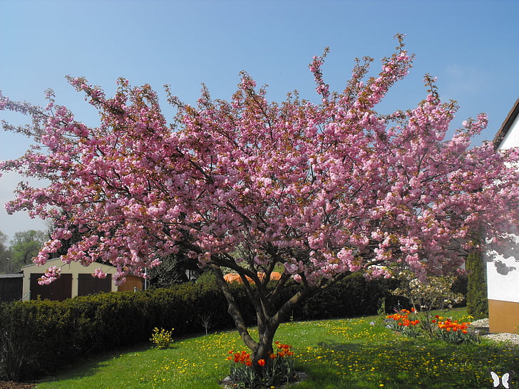 dekorativ kirsebær, kirsebær, treet, våren, blomst, natur, rosa fargen
