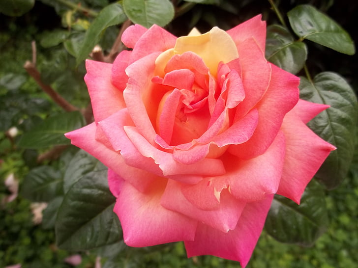 Gamta, Rosa, grožio, gėlė, rožinė, Venesuela, gražu, gražus