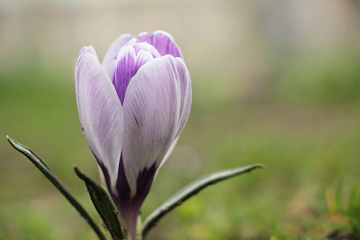 crocus, flower, spring, spring flower, purple, early bloomer, bühen