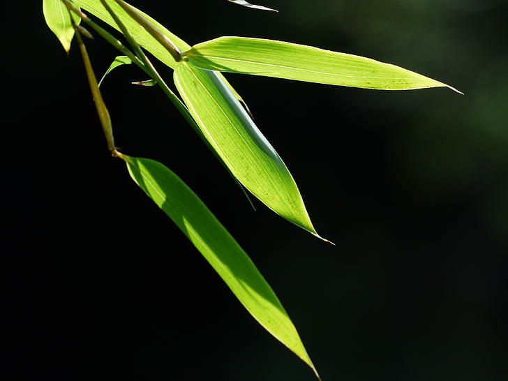 Bambus, Bambus-Blätter, Blätter, Grün, Lakritz, poaceae, Phyllostachys