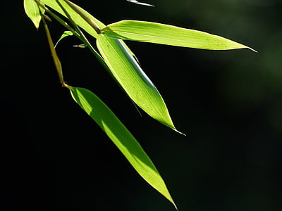 bambu, daun bambu, daun, hijau, licorice, poaceae, phyllostachys