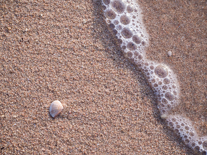 shell, wave, sea, water, summer, travel, beach