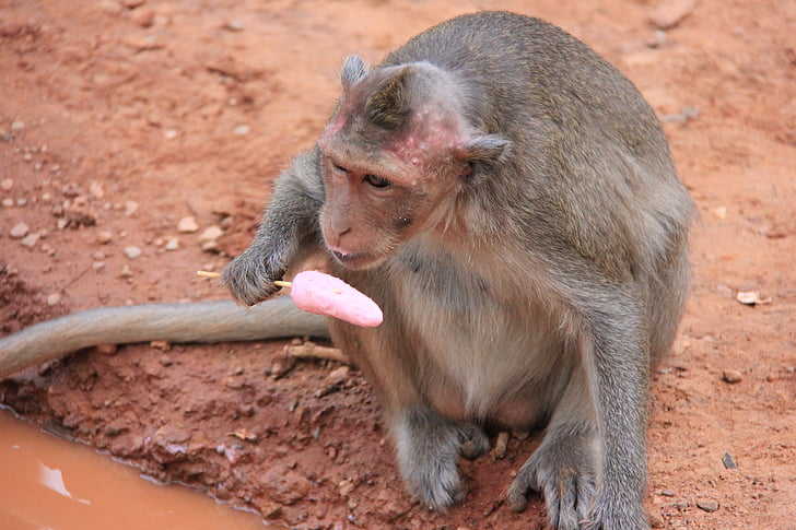 monkey, tourism, ice cream, lick, animal, primates, funny