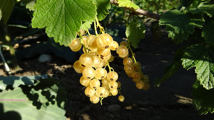 Johannisbeeren, Ribes aureum, gelb, Stachelbeere-Gewächshaus, Busch, Strauch