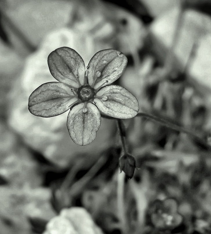 flower, fragile, grey, grayscale, drops, petals, flower bud