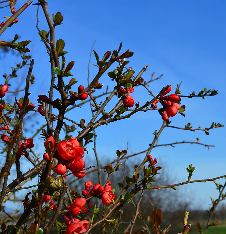 ornamental quince, japanese ornamental quince, bush, chaenomeles japonica, flowers, branch, red orange