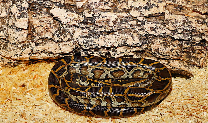 cobra, birmanês python, animal jovem, tigerpython escuro, padrão, terrário, Python