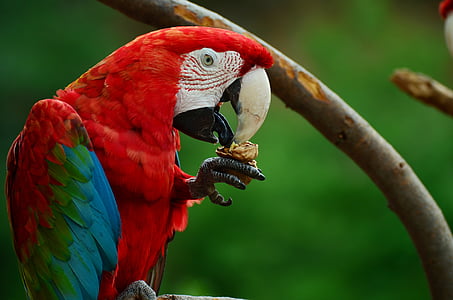 parrot, bird, colorful, ara, plumage, animal, eat