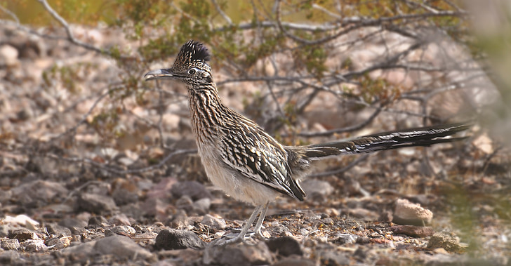 roadrunner, bird, chaparral, ground cuckoo, fast, running, geococcyx