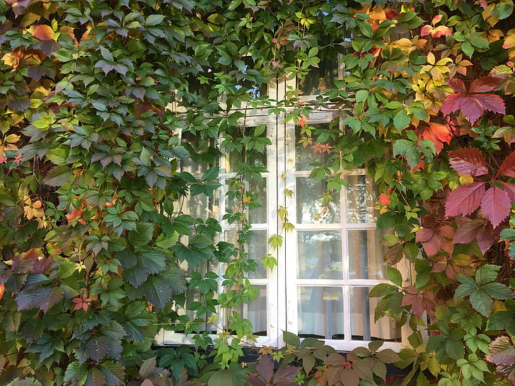okno, Rośliny pnące, Virginia creeper, jesień, zielony, liść, Natura