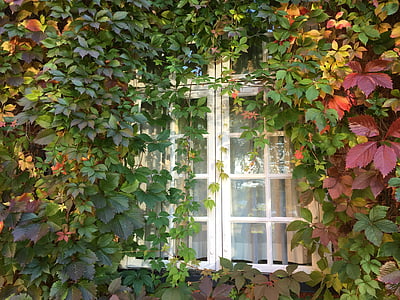 window, climbing plant, virginia creeper, autumn, green, leaf, nature