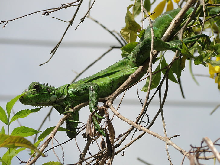 animal, Iguana verda, rèptil, natura
