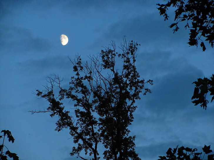 maan, maan glans, maanlicht, bomen, takken, donker, avond