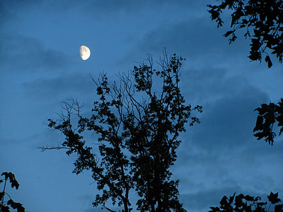 månen, månen skinner, månen lys, trær, grener, mørk, kveld