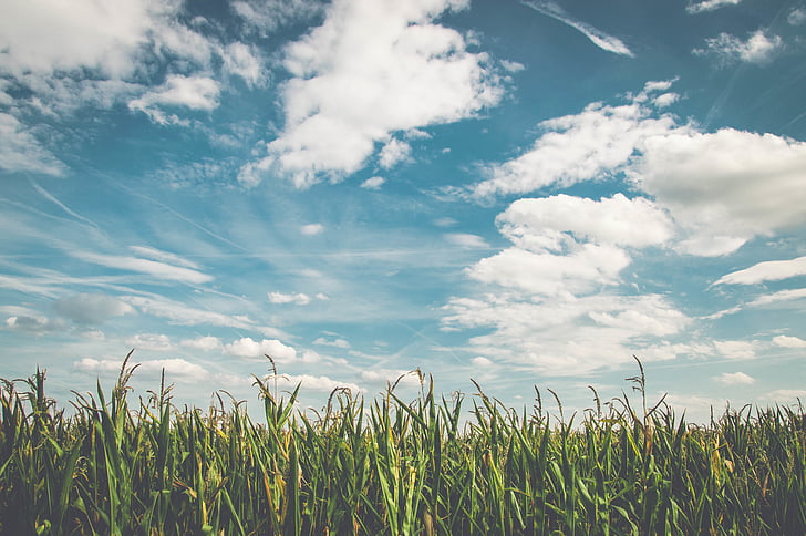 zelena, trava, oblak, nebo, pridelek, koruznem polju, kmetijskih