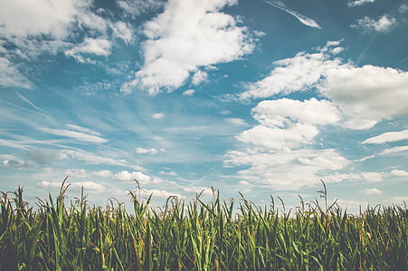clouds, cornfield, countryside, farm, farmland, field, grass
