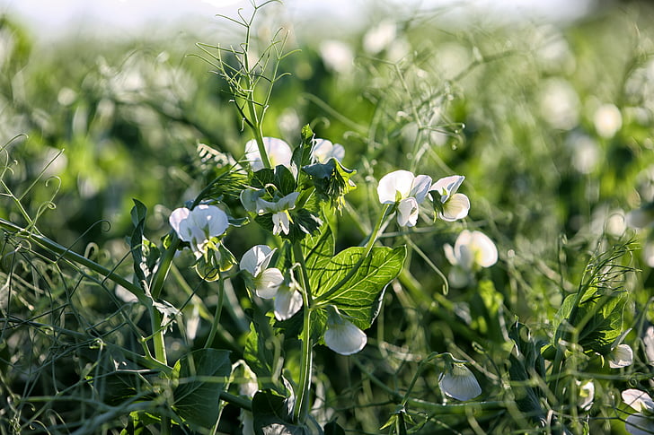 pea tendrils, nature, crop, green-white