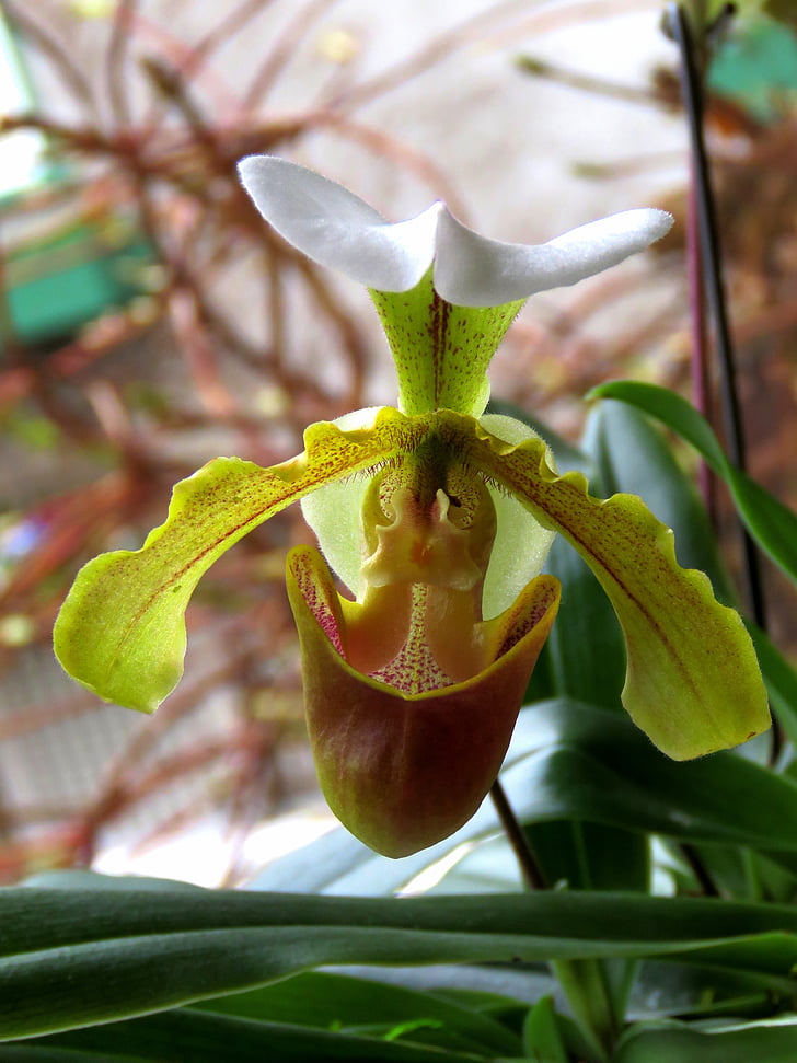 орхидея, Зелена орхидея, цвете, Грийн, ботаническа, флорални, ботаника