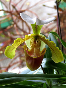 Orchid, vihreä orchid, kukka, vihreä, kasvitieteellinen, kukka, kasvitieteen