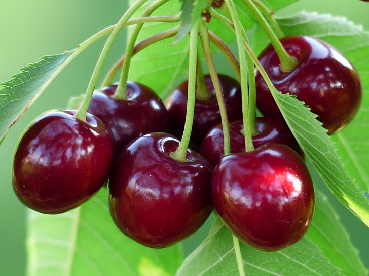 Kirsche, Sweet cherry, rot, Obst, gesund, Blätter, Filiale