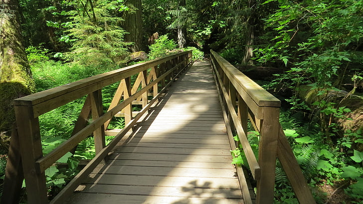 bridge, nature, wooden, forest, green, natural, wood