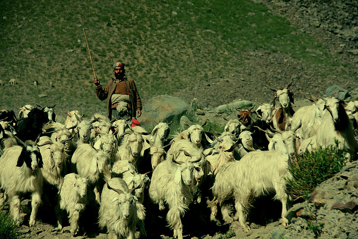 Pasterz, Ladakh, Indie, Tybet