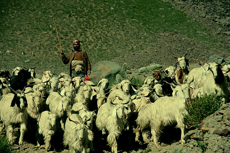 Pasterz, Ladakh, Indie, Tybet