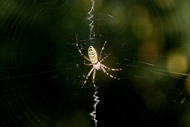 αράχνη, ιστό της αράχνης, Insecta