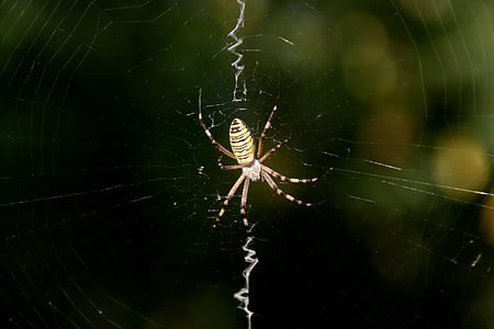 Spider, pavučina, INSECTA