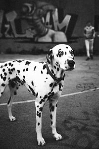 pes, živali, pet, črna, bela, dalmatinski, ulica