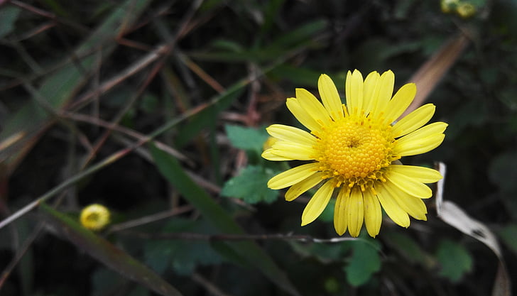 Daisy, mały kwiat, roślina
