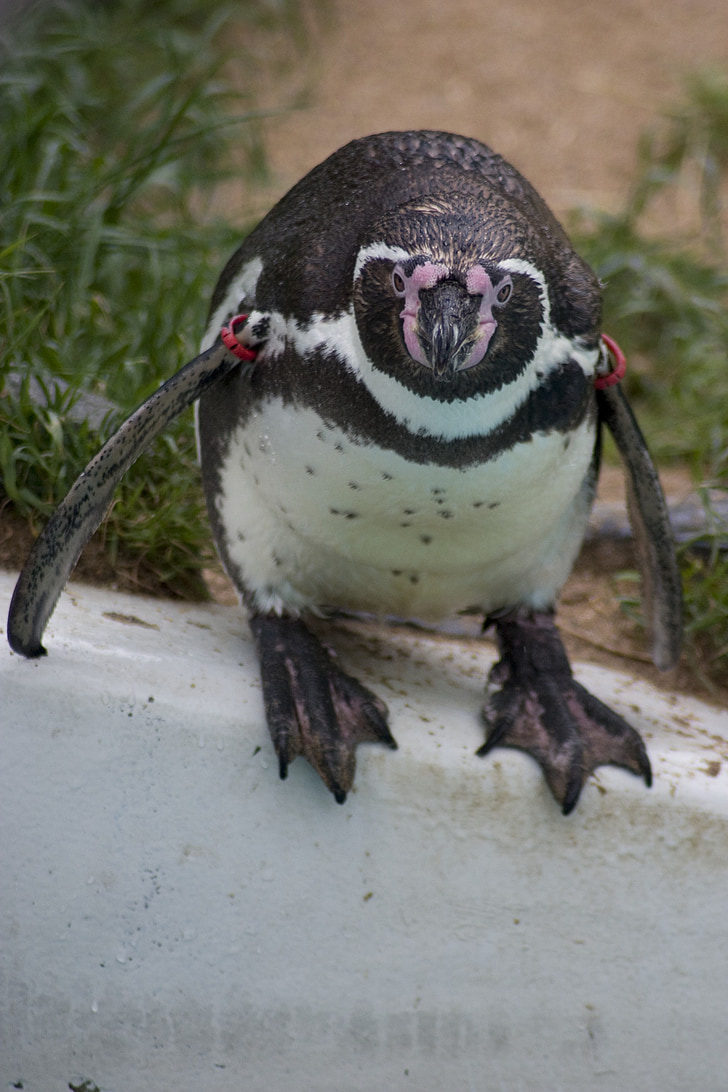 Humboldt, Humboldt penguin, Penguin, Bill, fuglen, svømme, hoppe