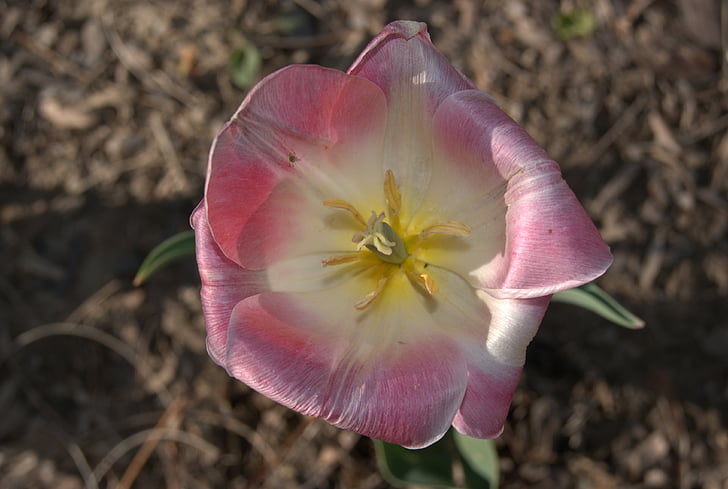 Tulipán, květiny, květy, Příroda, závod, květ, detail